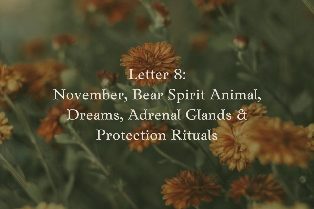 Letter 8: November Newsletter  Bear Spirit Animal, Dreams, Adrenal Glands, & Protection Rituals